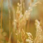 Yüzeysel Hipnoz Uygulaması